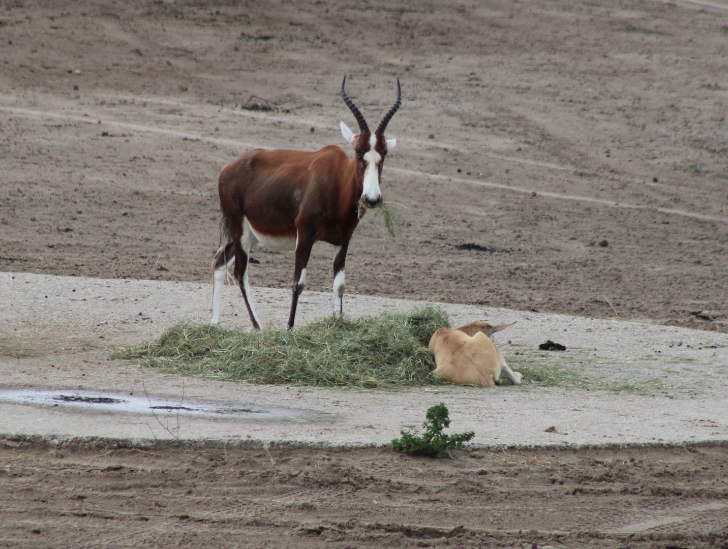 Blesbok with calf
