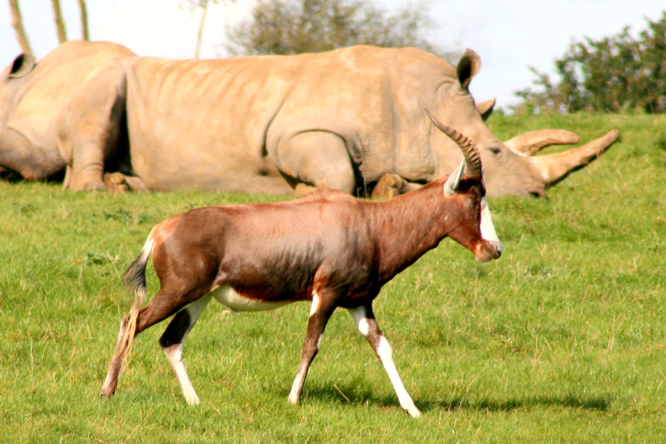 Blesbok (with white rhino); Whipsnade; 6th October 2017