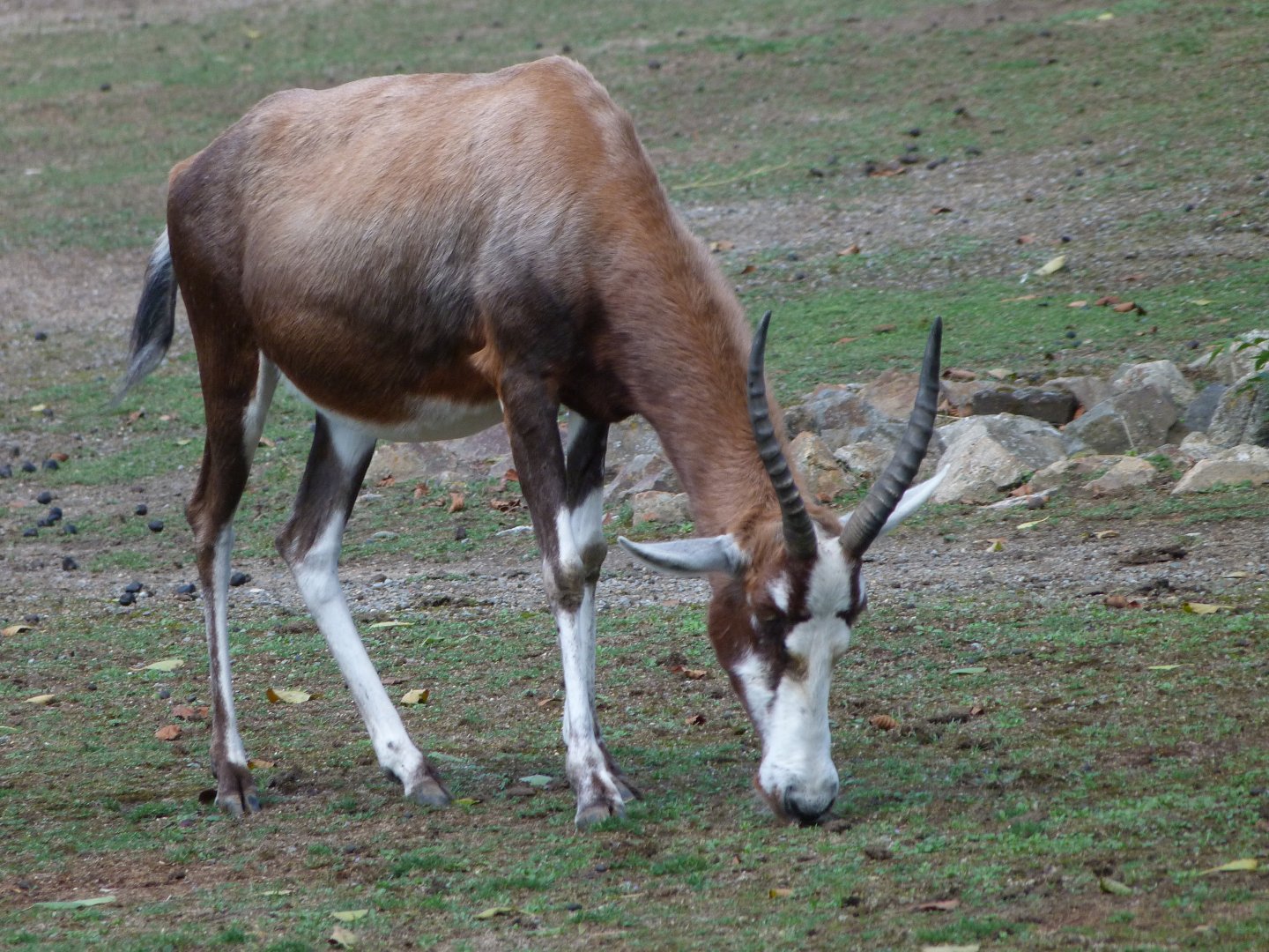 Blesbok -Zoo Plzeň (2025)