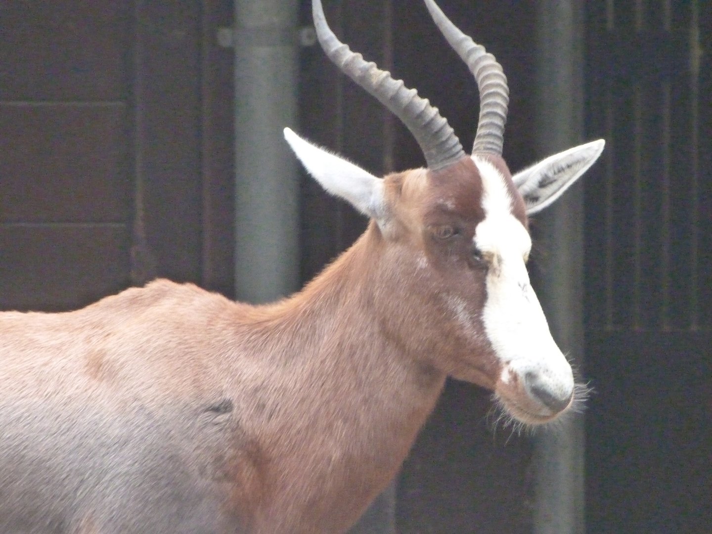 Blesbok -Zoologischer Garten Berlin (2024)