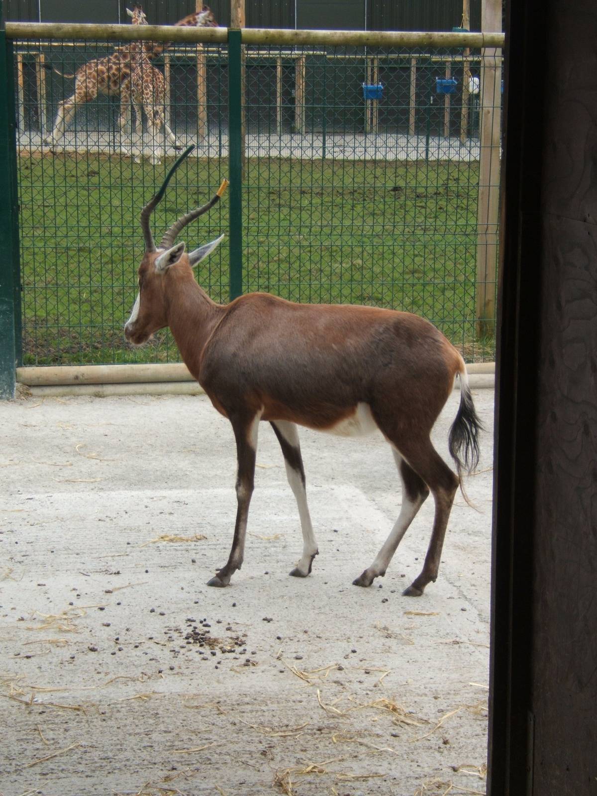 Blesbok