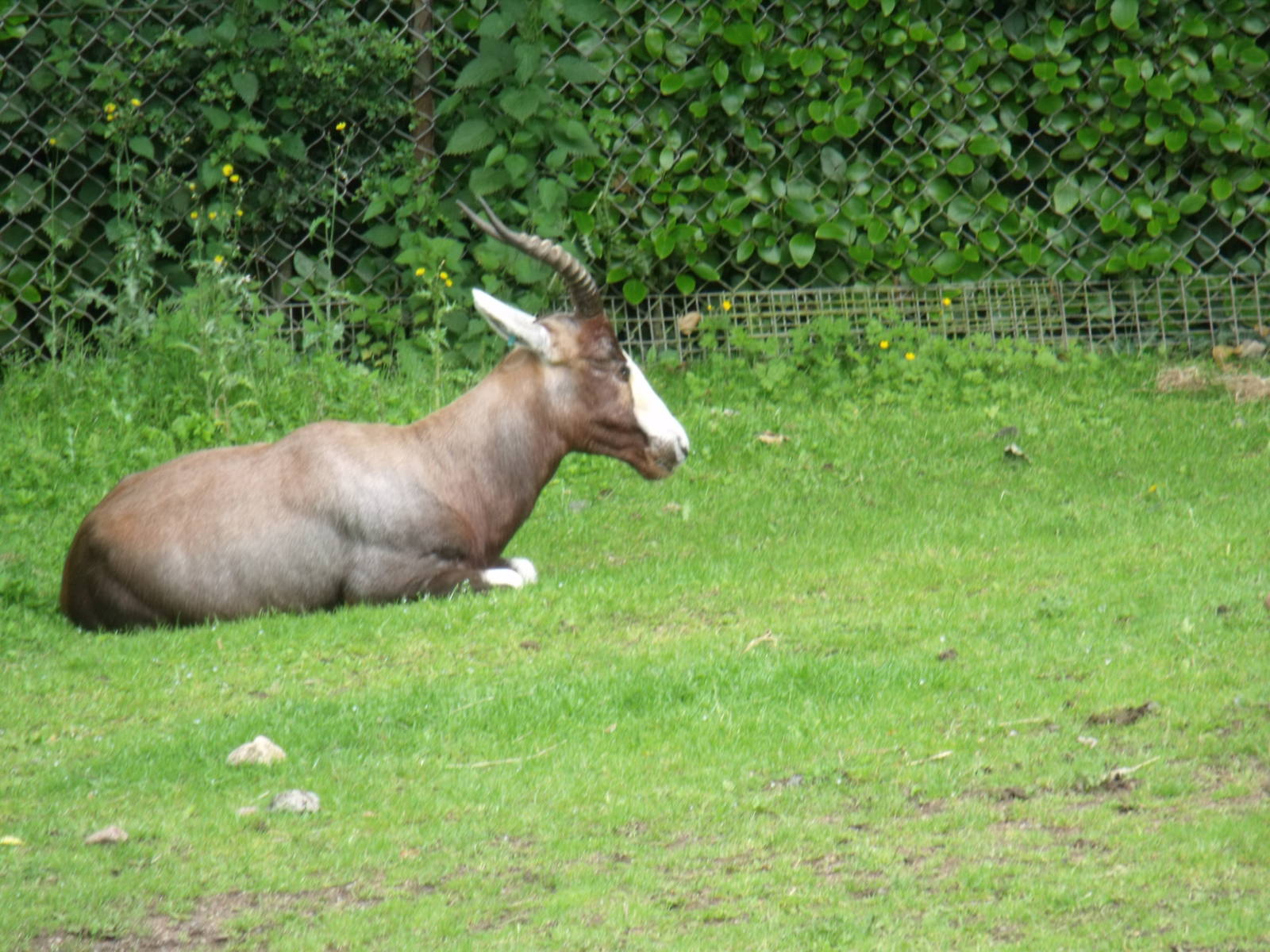 Blesbok
