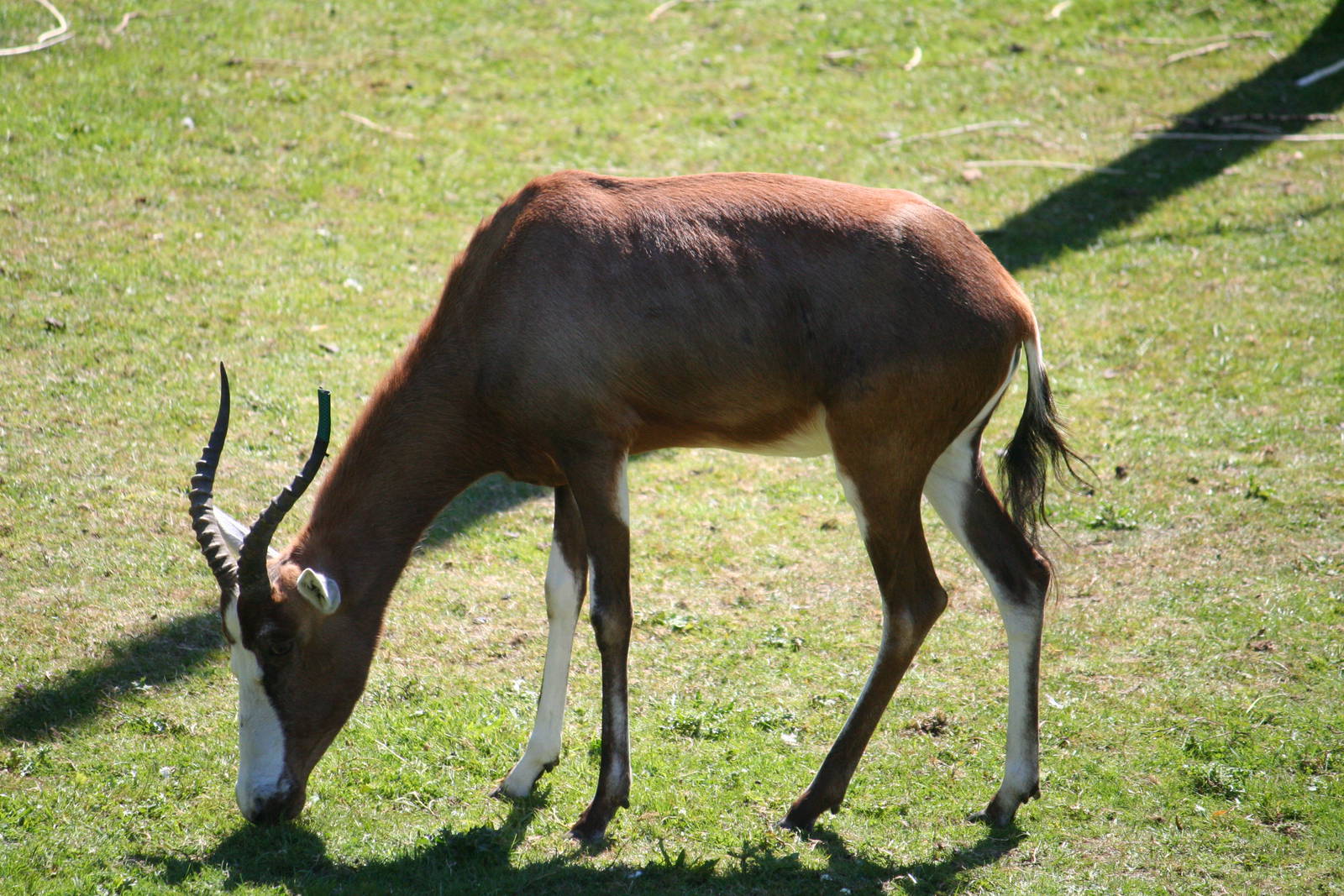 Blesbok