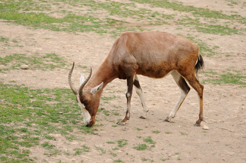 Blesbok