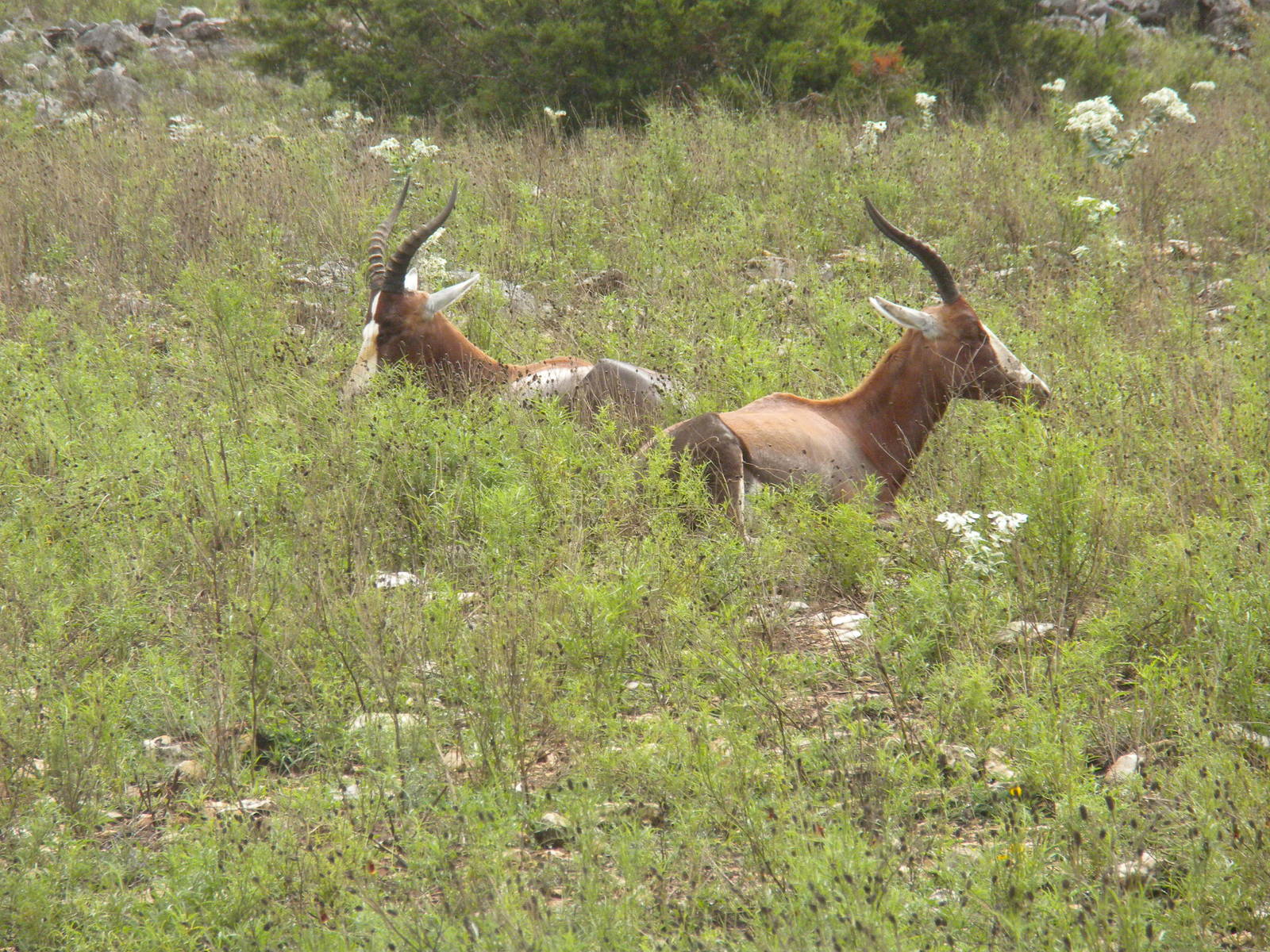Blesbok