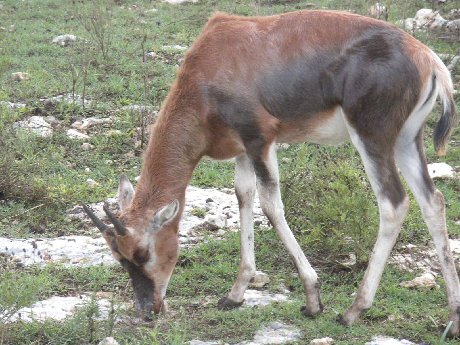Blesbok
