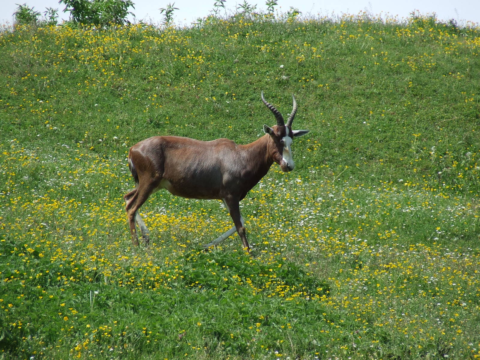 Blesbok