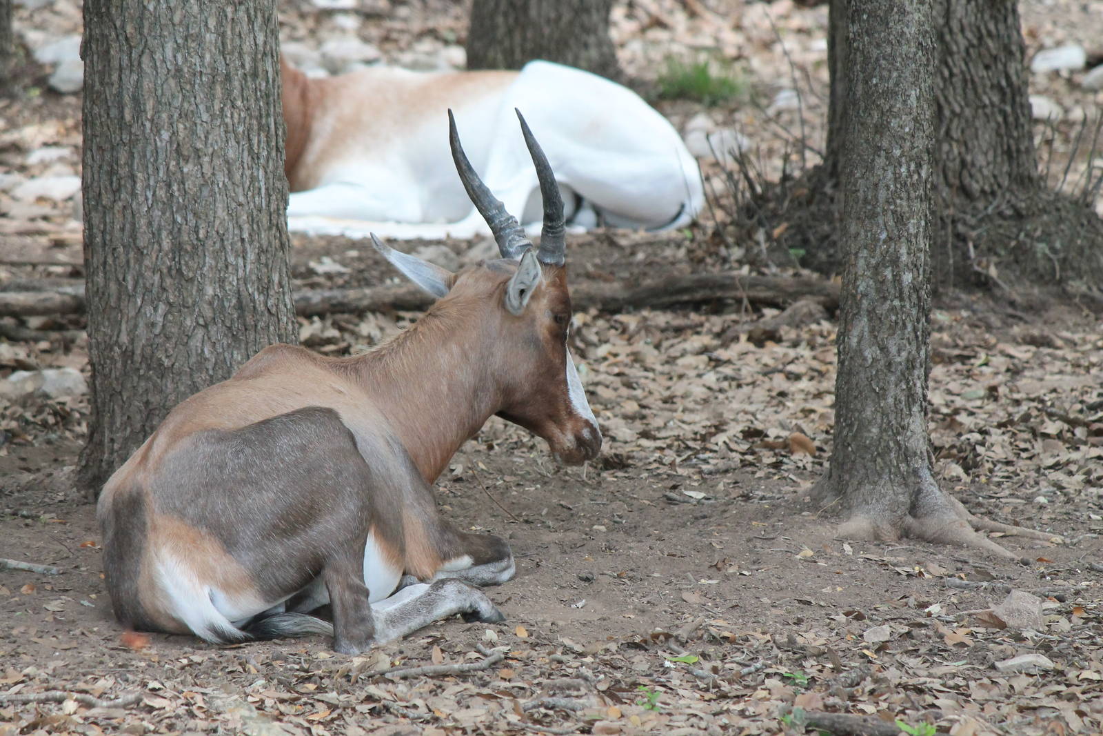 Blesbok