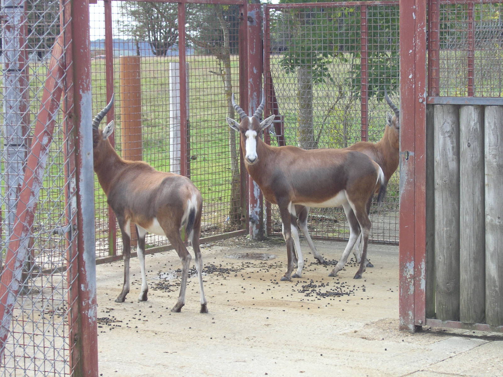 Blesbok
