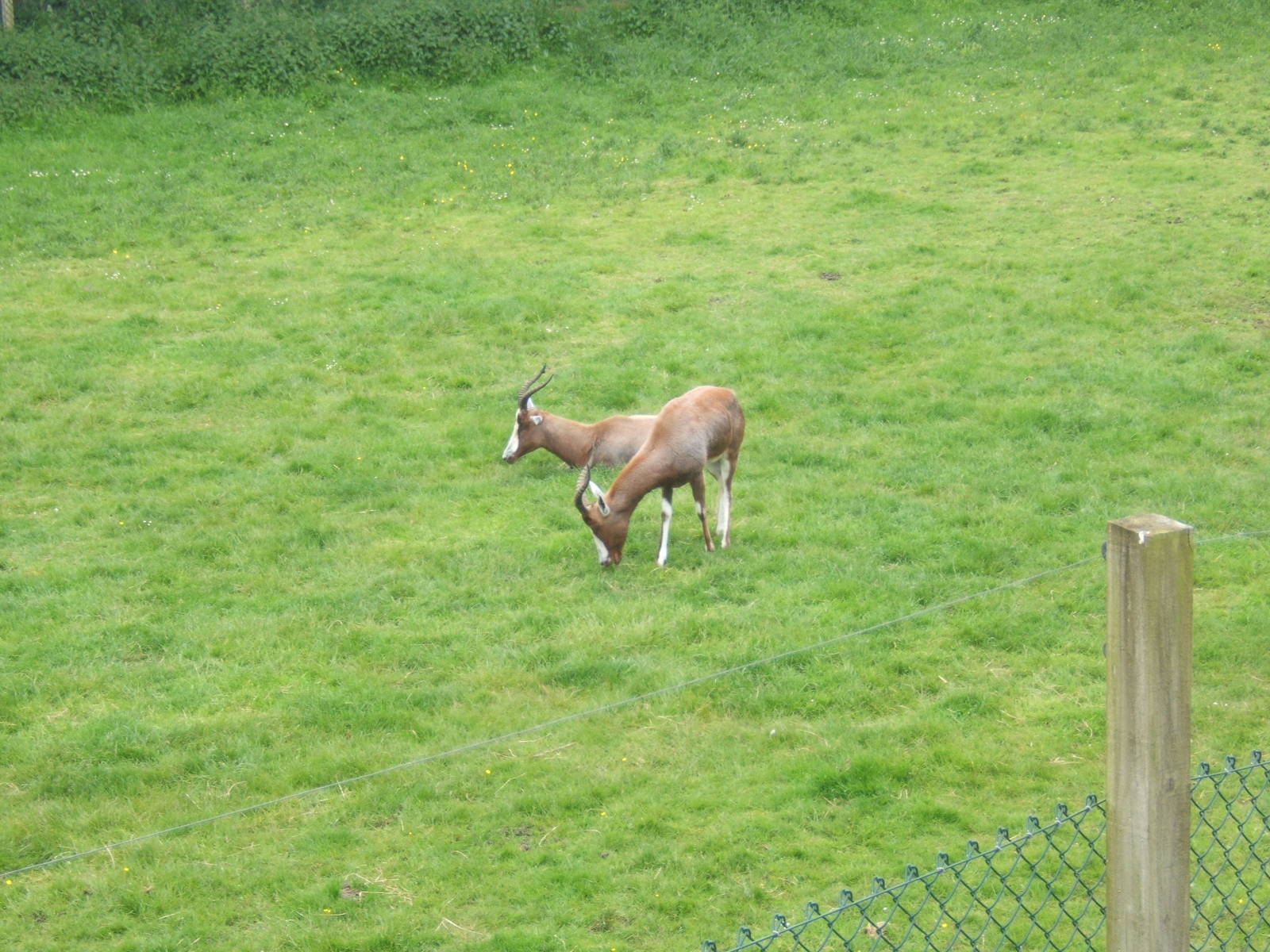 Blesbok