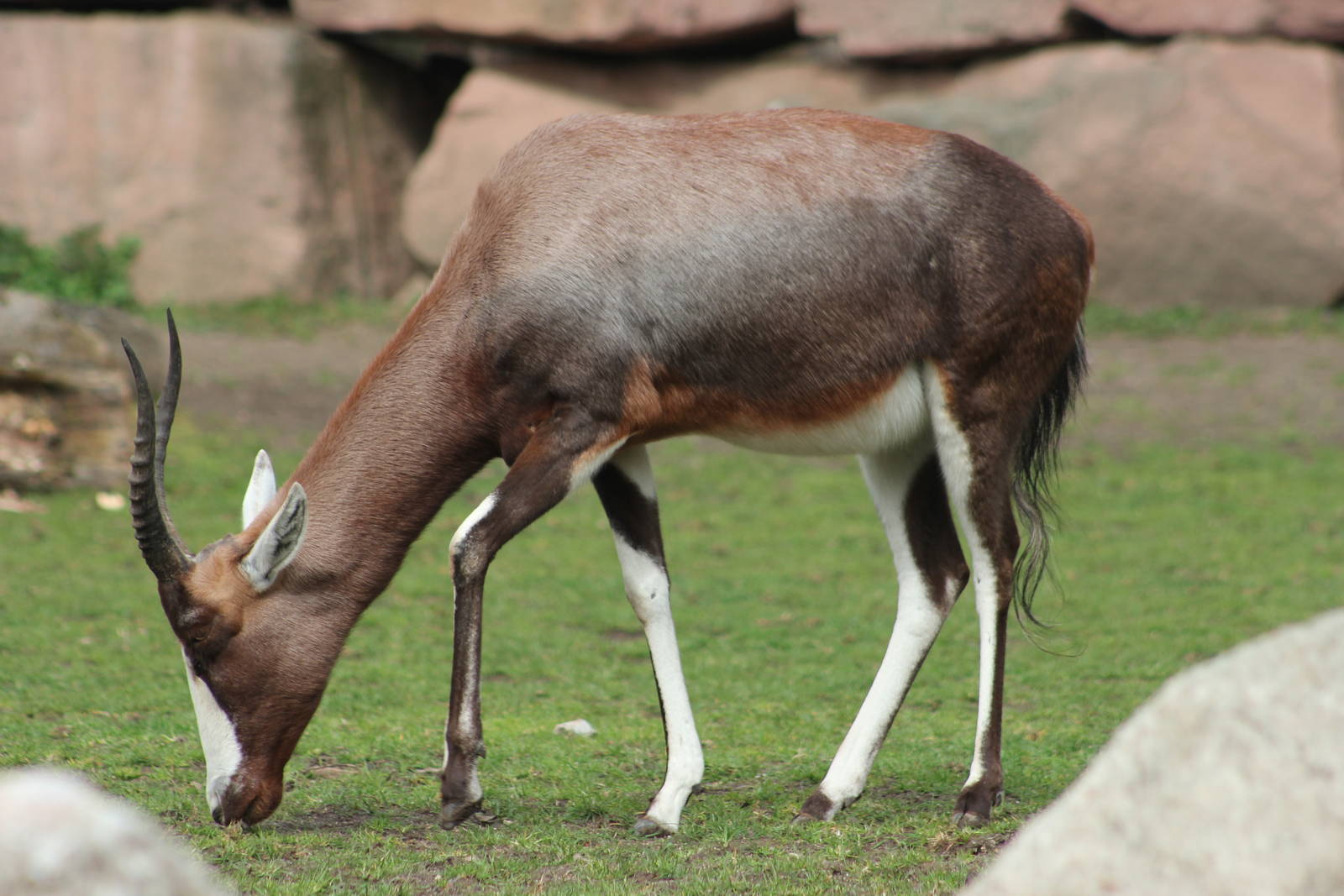 Blesbok