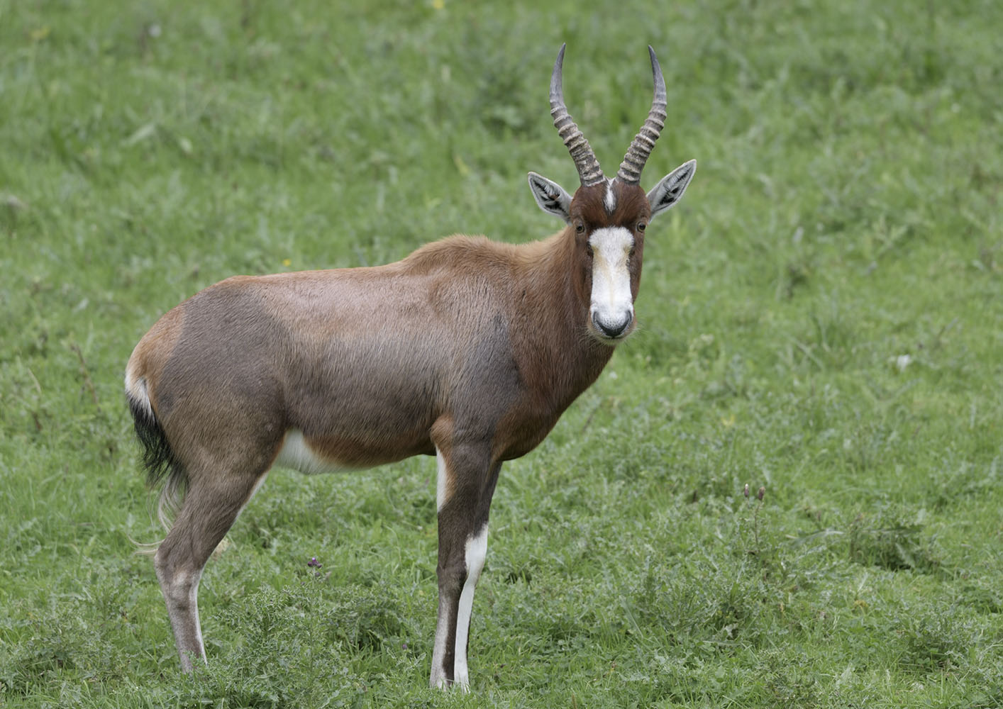 Blesbok