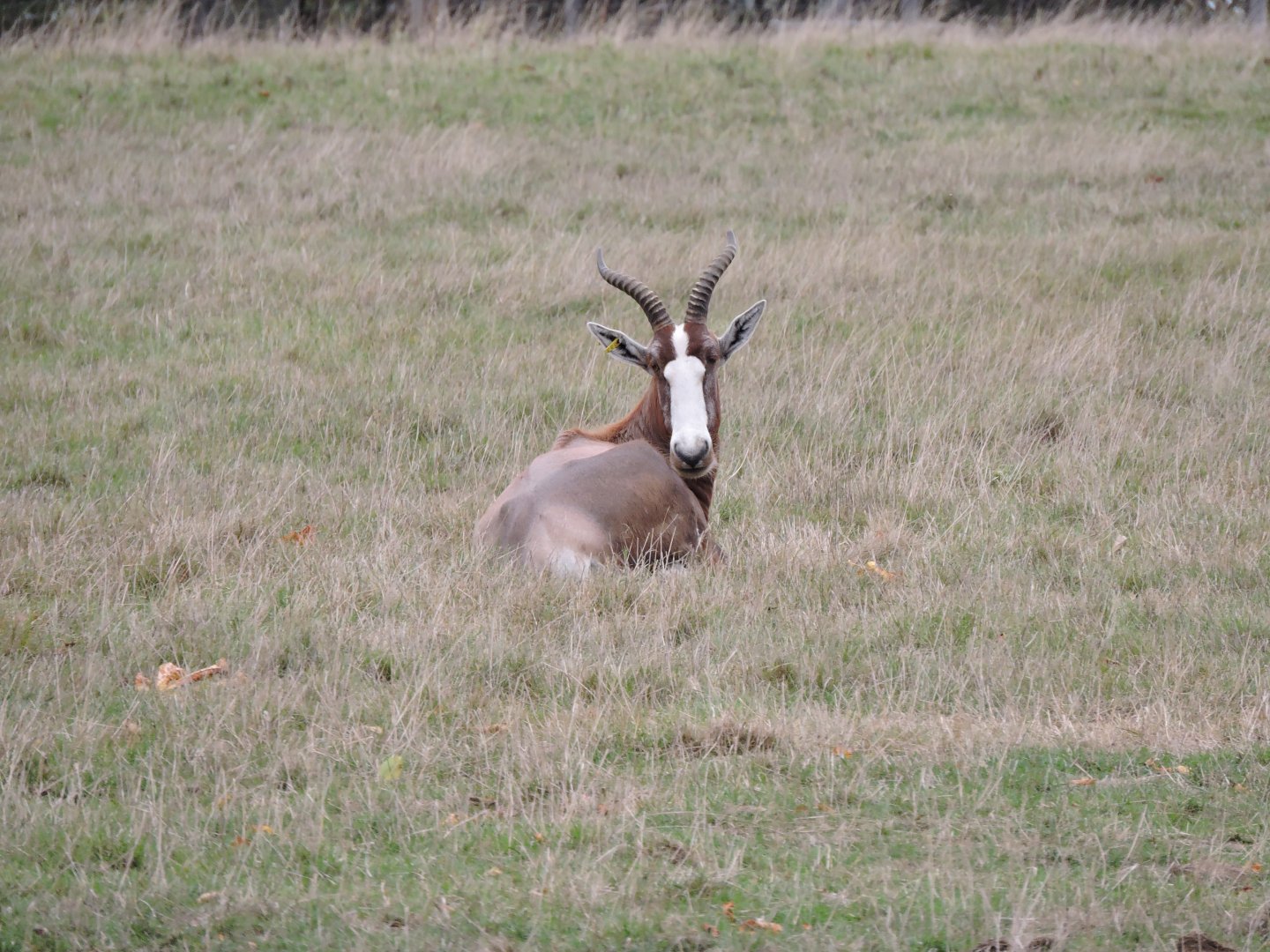 Blesbok