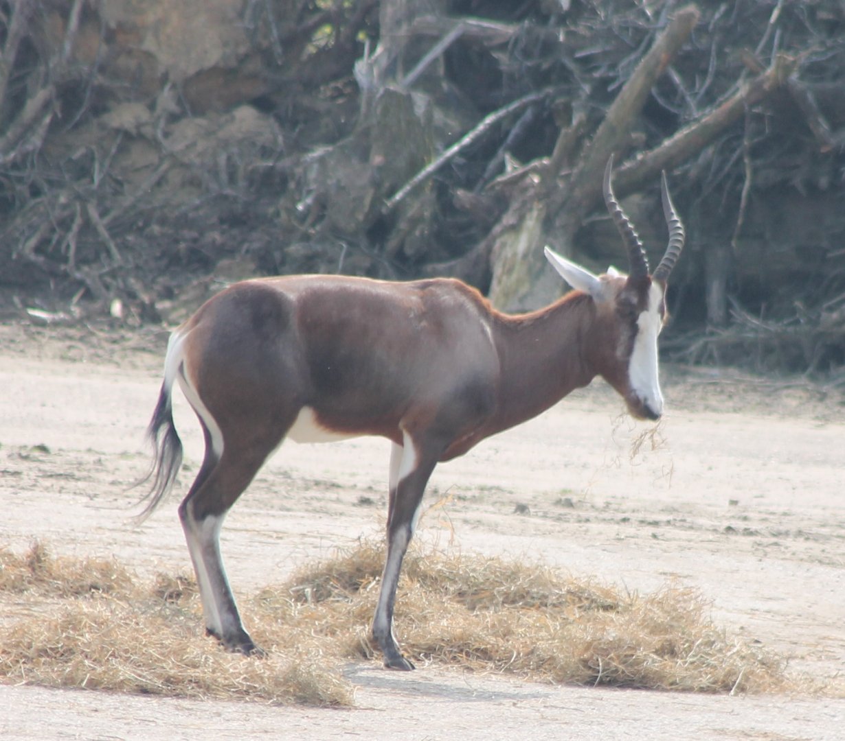 Blesbok