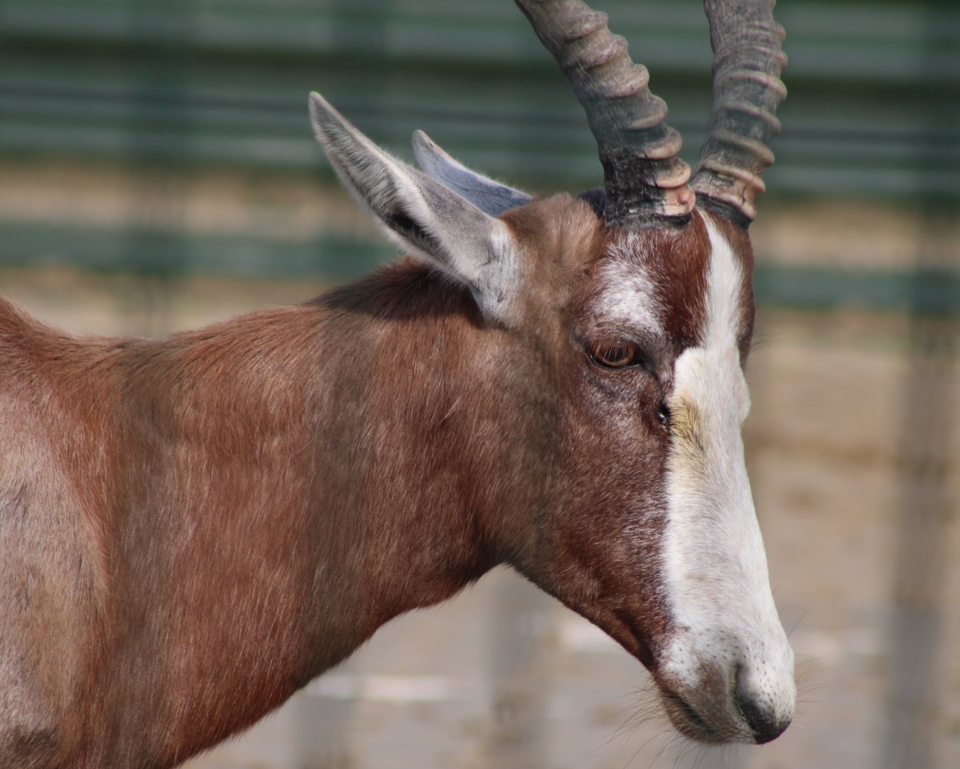 Blesbok