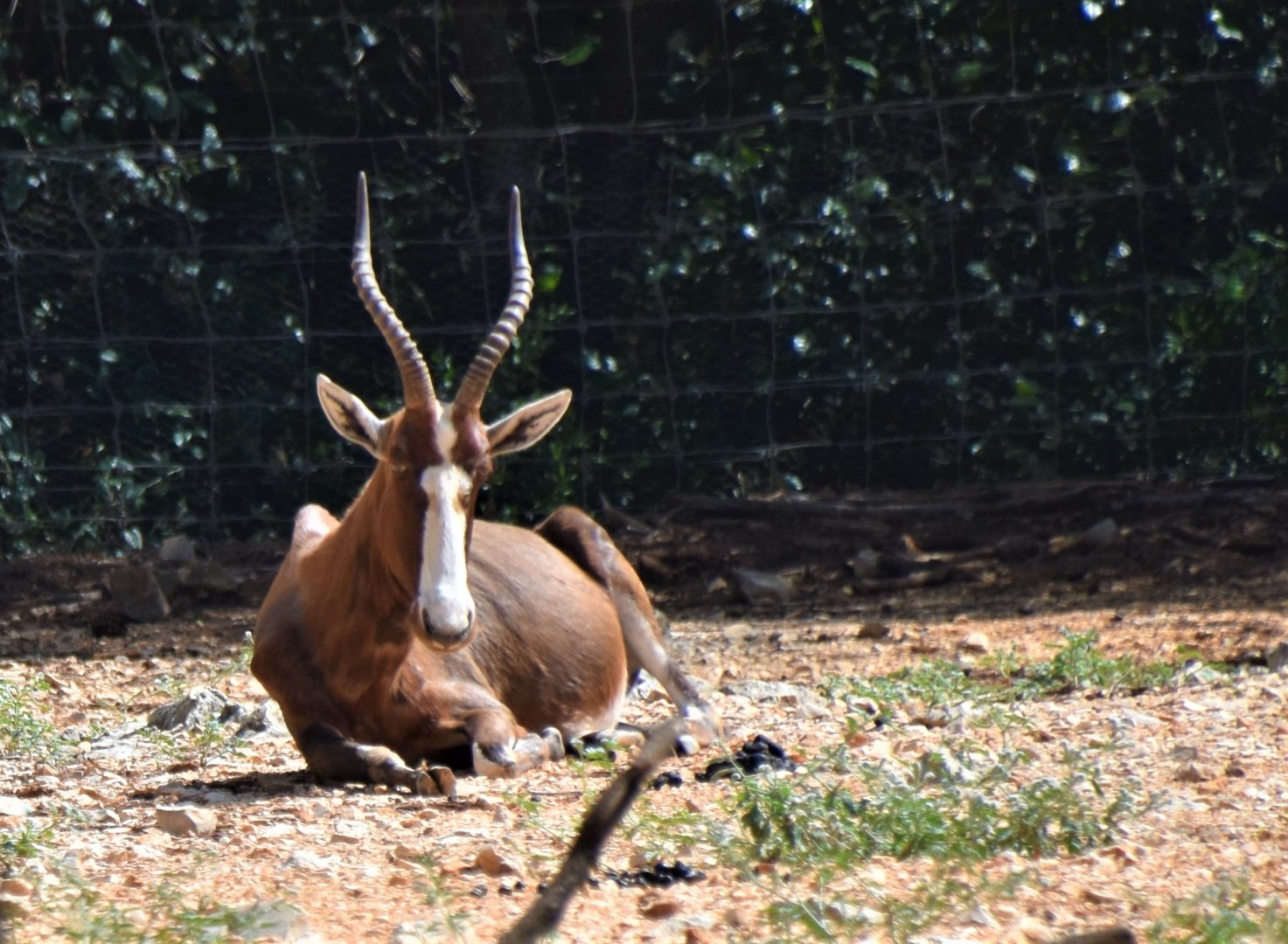 Blesbok