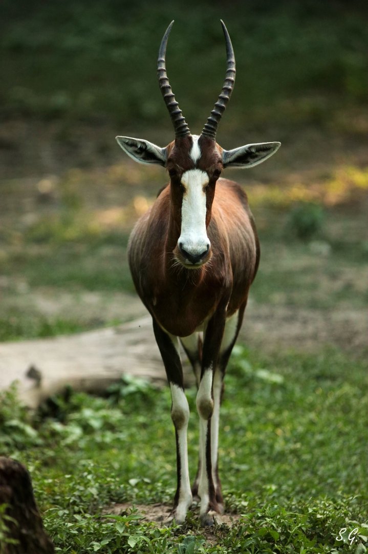 Blesbok