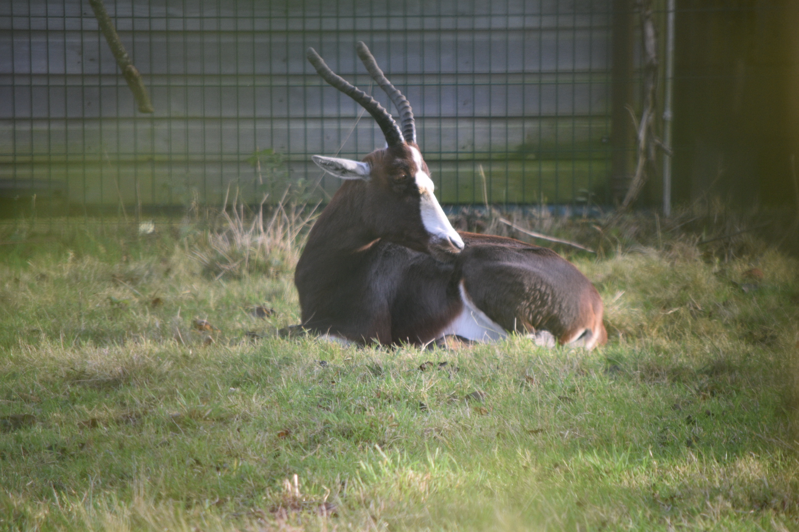 Blesbok