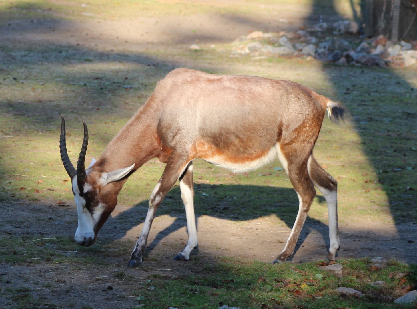 Blesbok