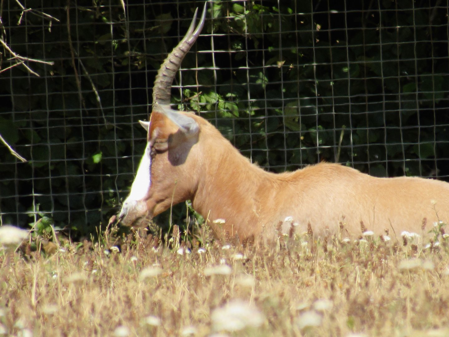 Blesbok