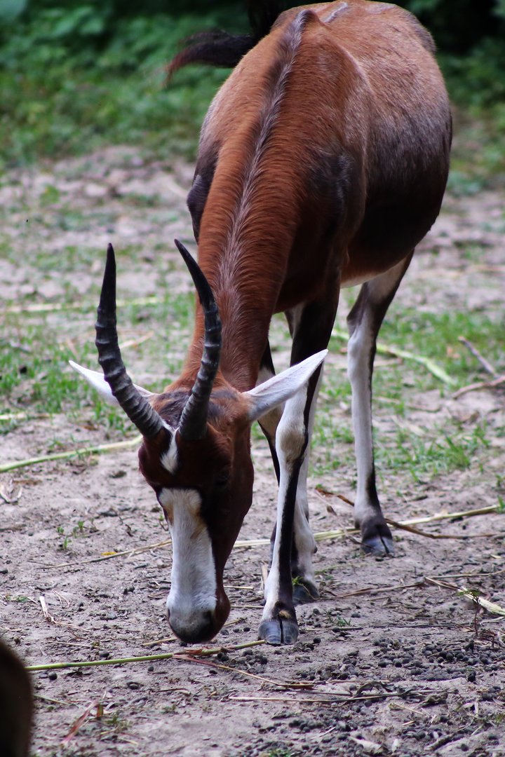 Blesbok