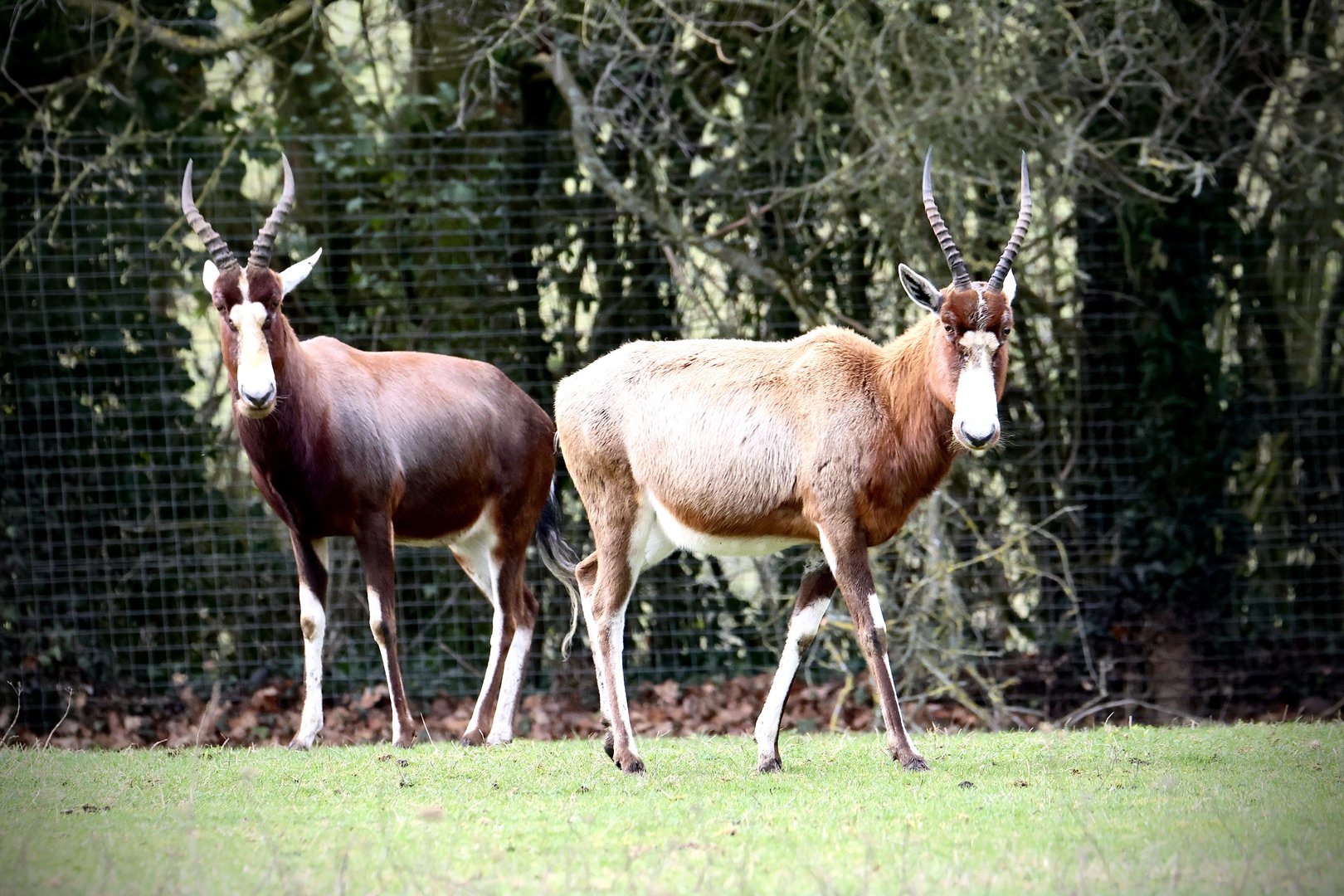 Blesbok