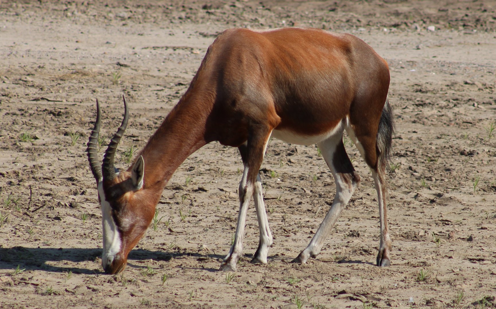 Blesbok