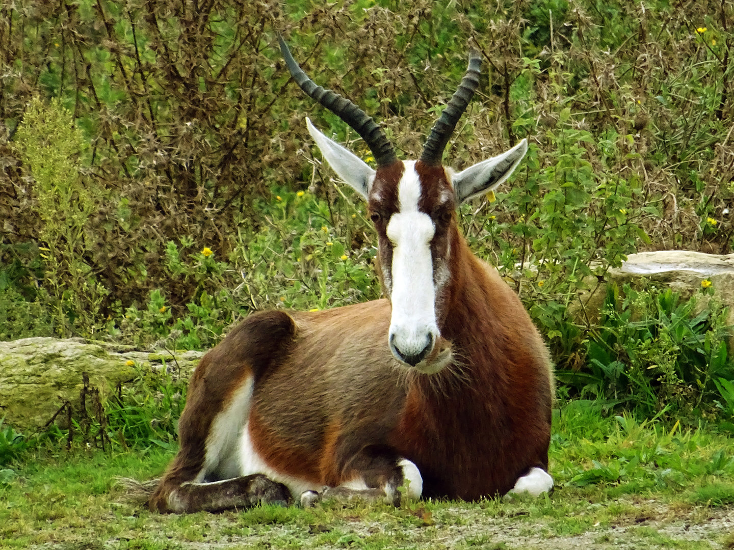 Blesbok