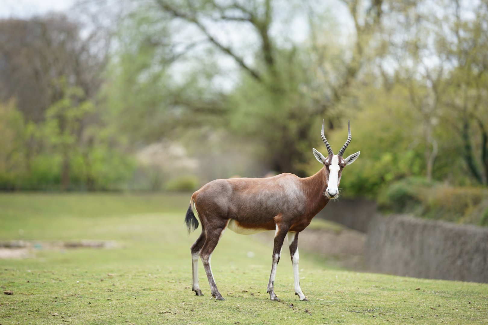 Blesbok