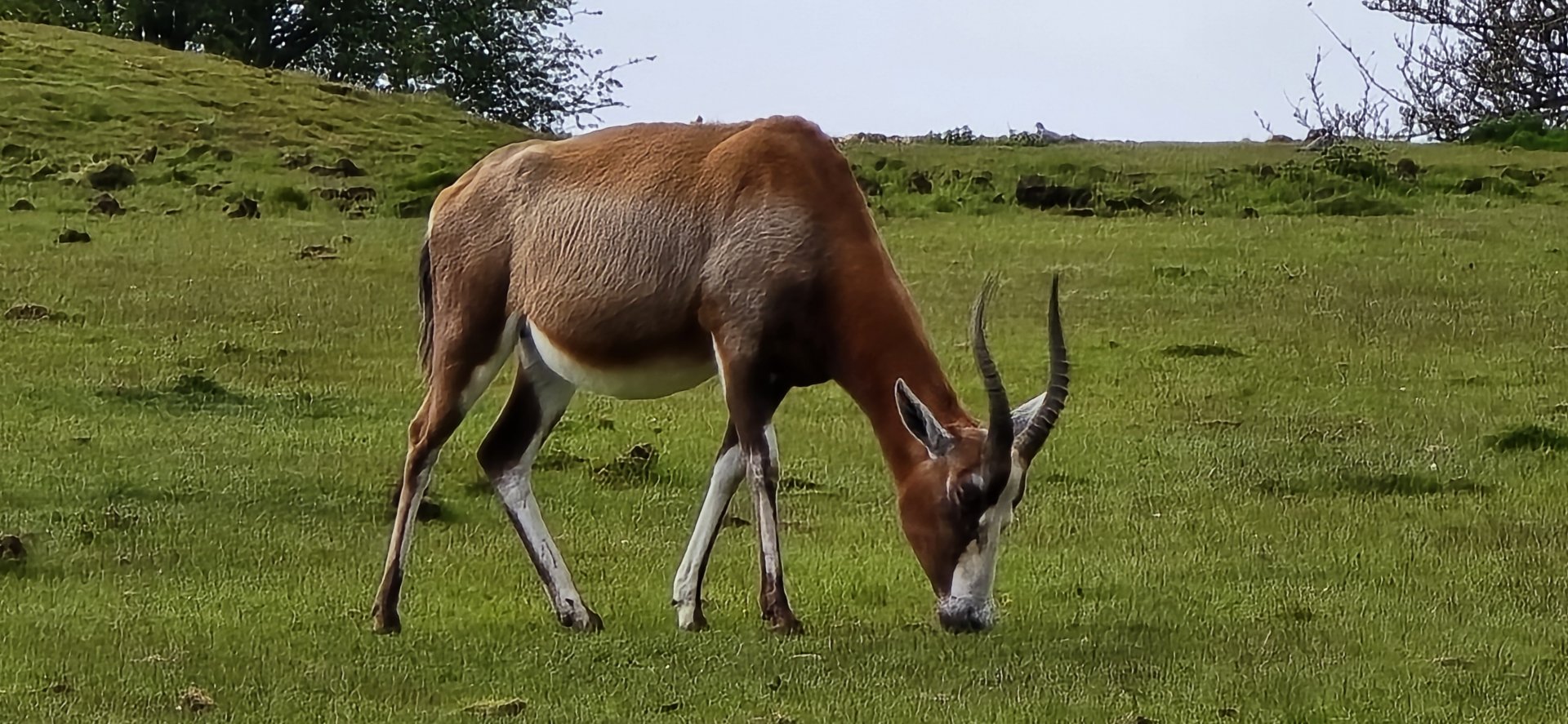 Blesbok