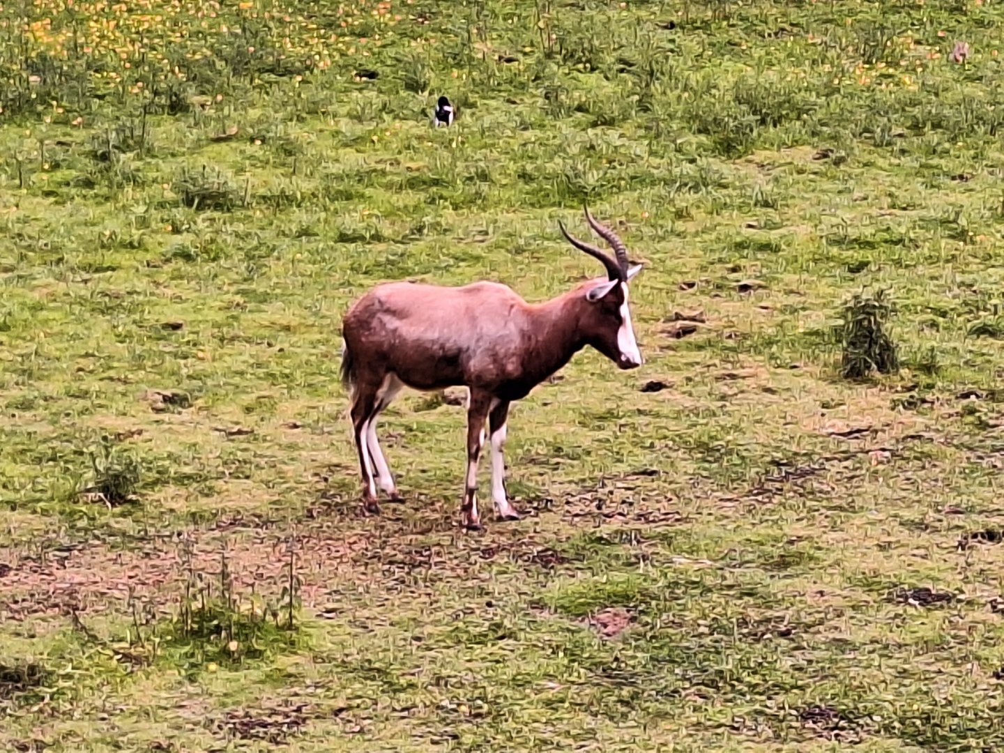 Blesbok