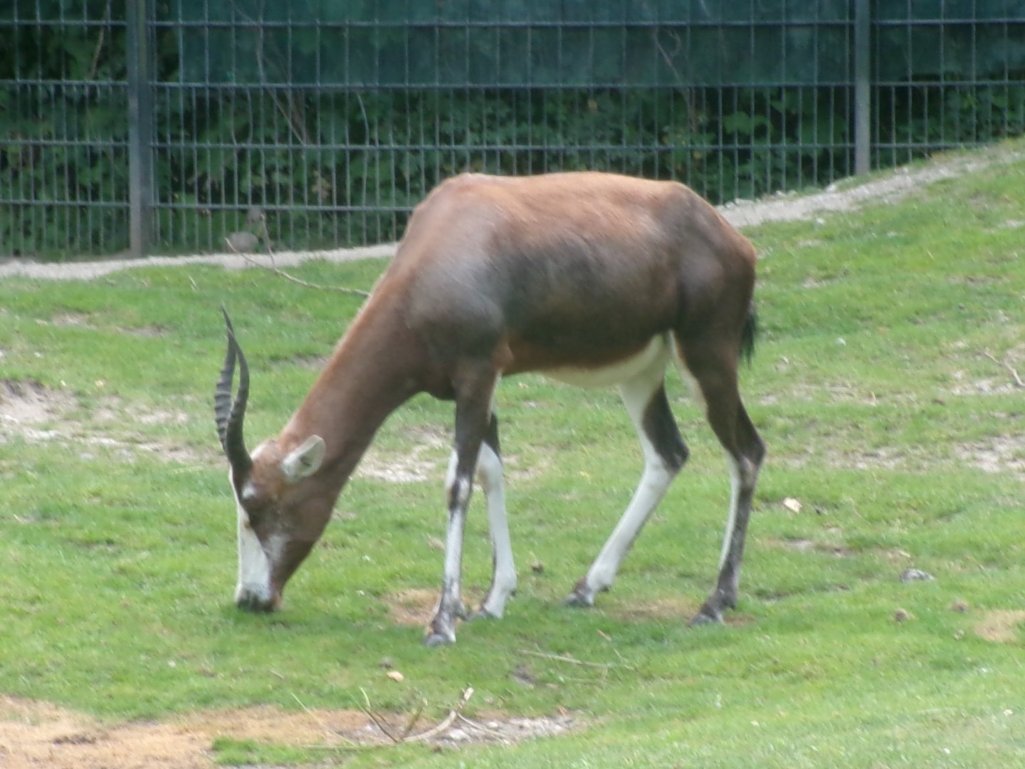 Blesbok