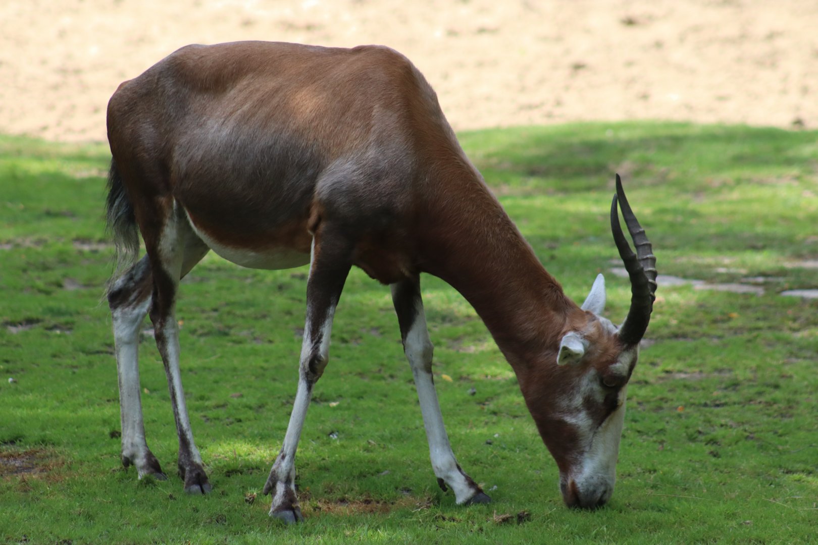 Blesbok