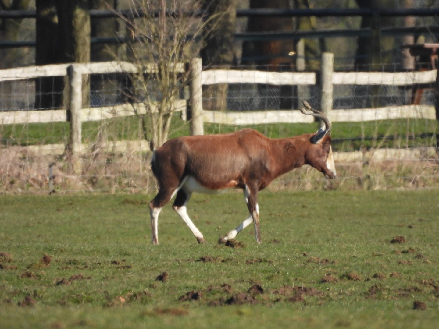 Blesbok
