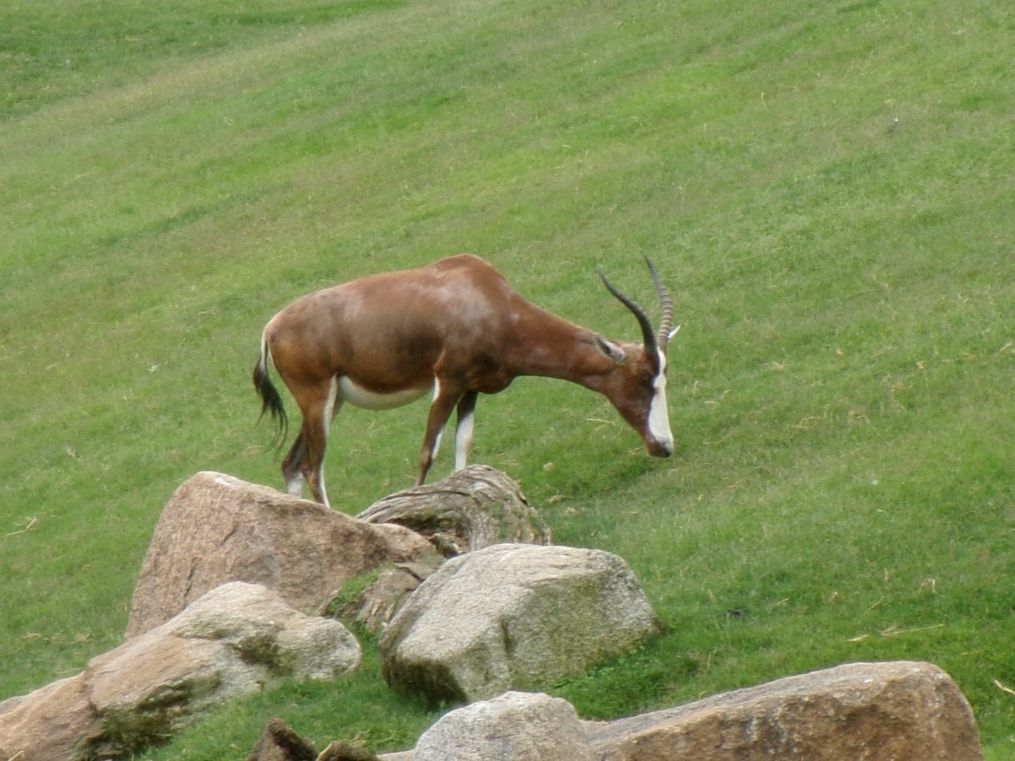 Blesbok