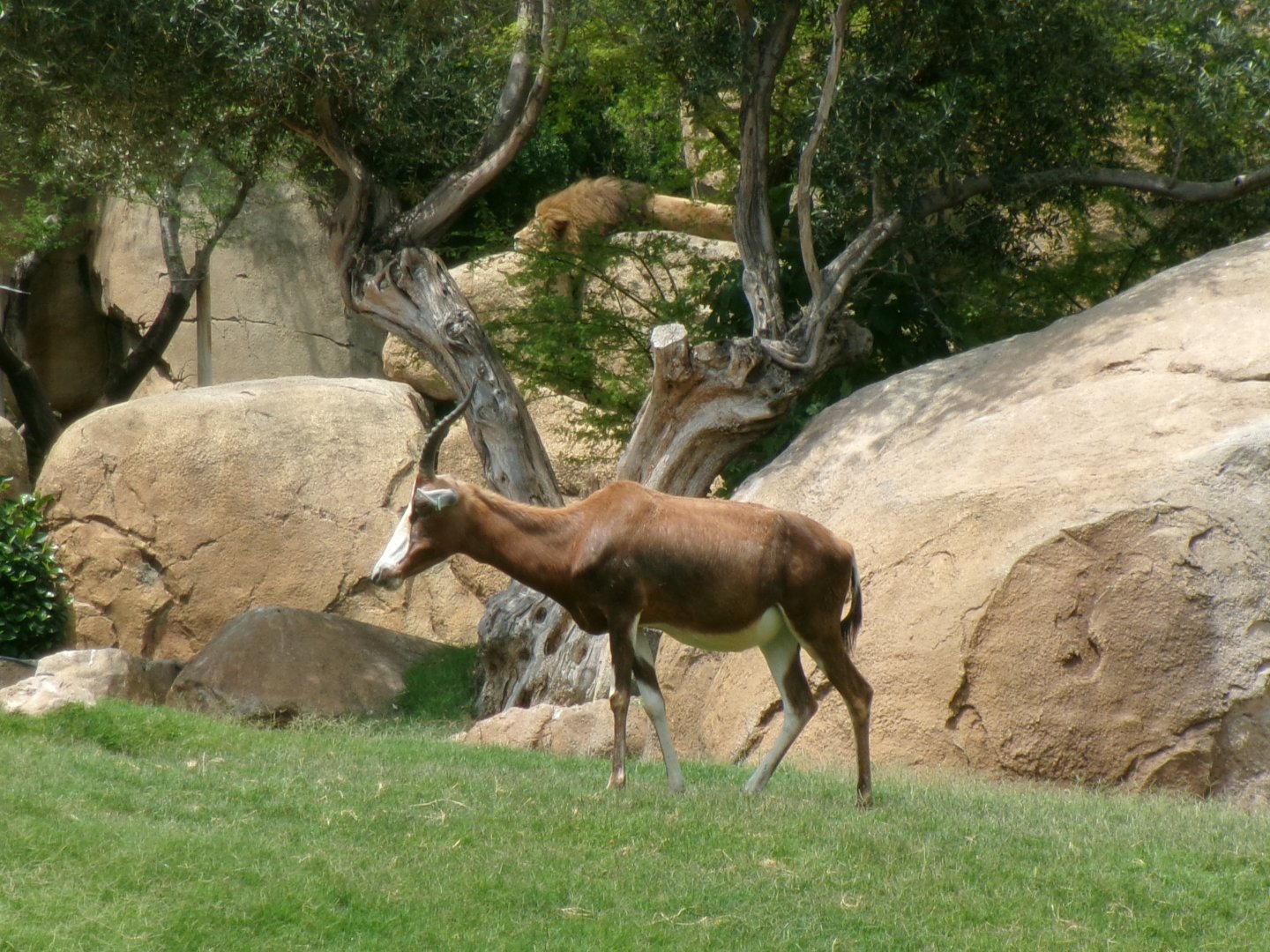 Blesbok