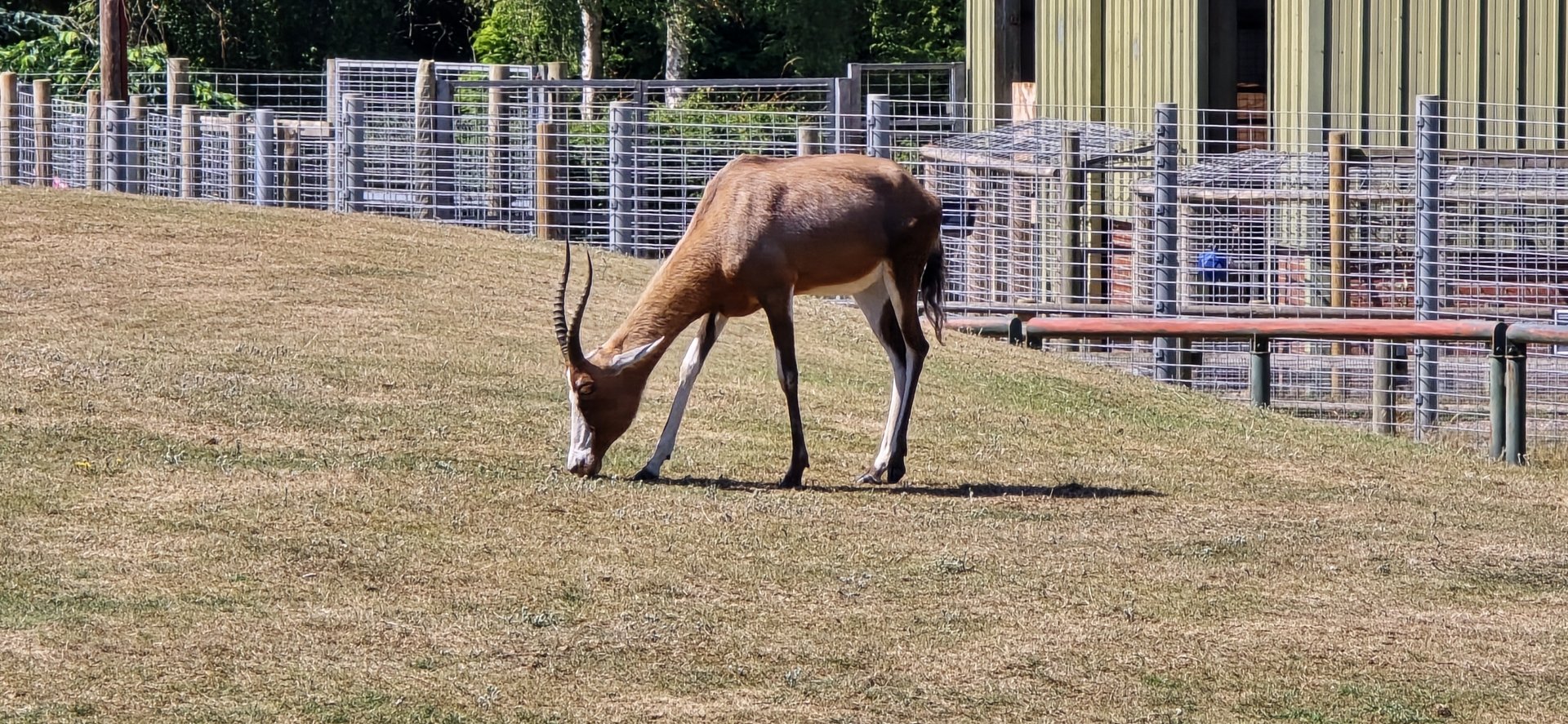 Blesbok