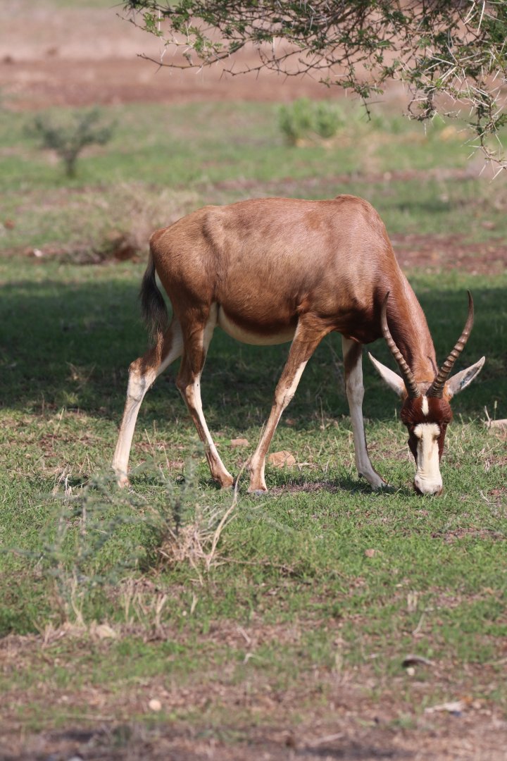 Blesbok