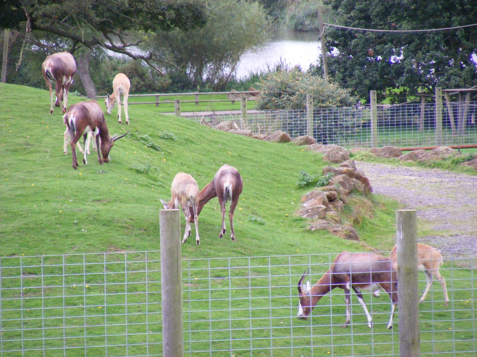 Blesboks at Africa Alive!, 13 September 2010
