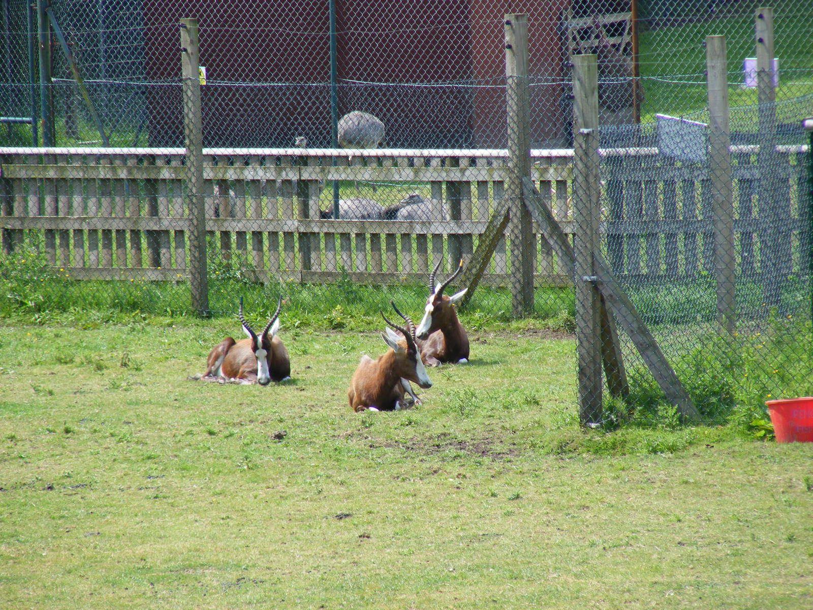 Blesboks at Blackpool Zoo, 13 June 2011