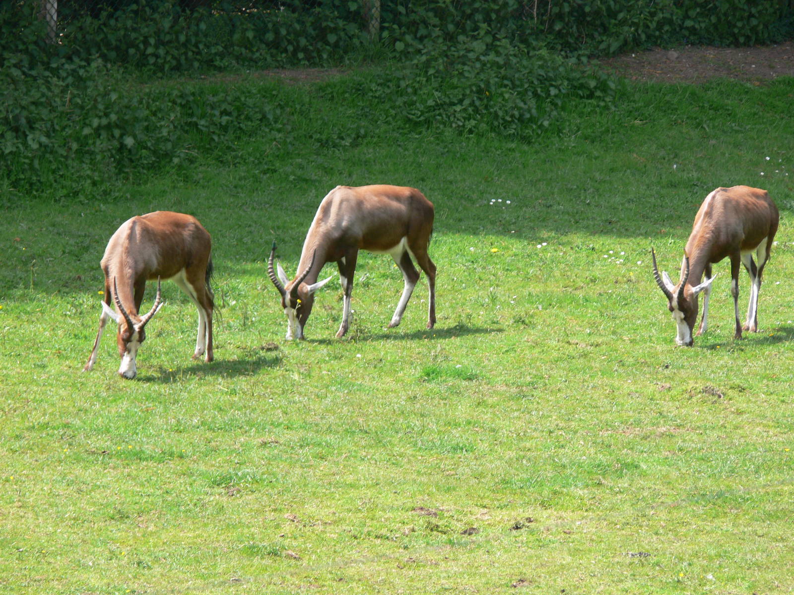 Blesboks at Blackpool Zoo, 26/05/13