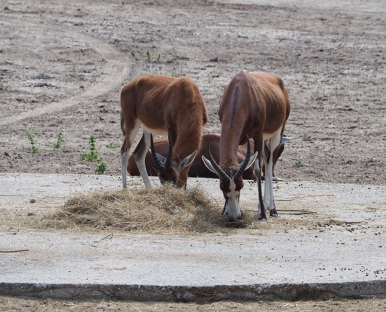 Blesboks (Blesbok (Damaliscus pygargus phillipsi), 2022-06-12