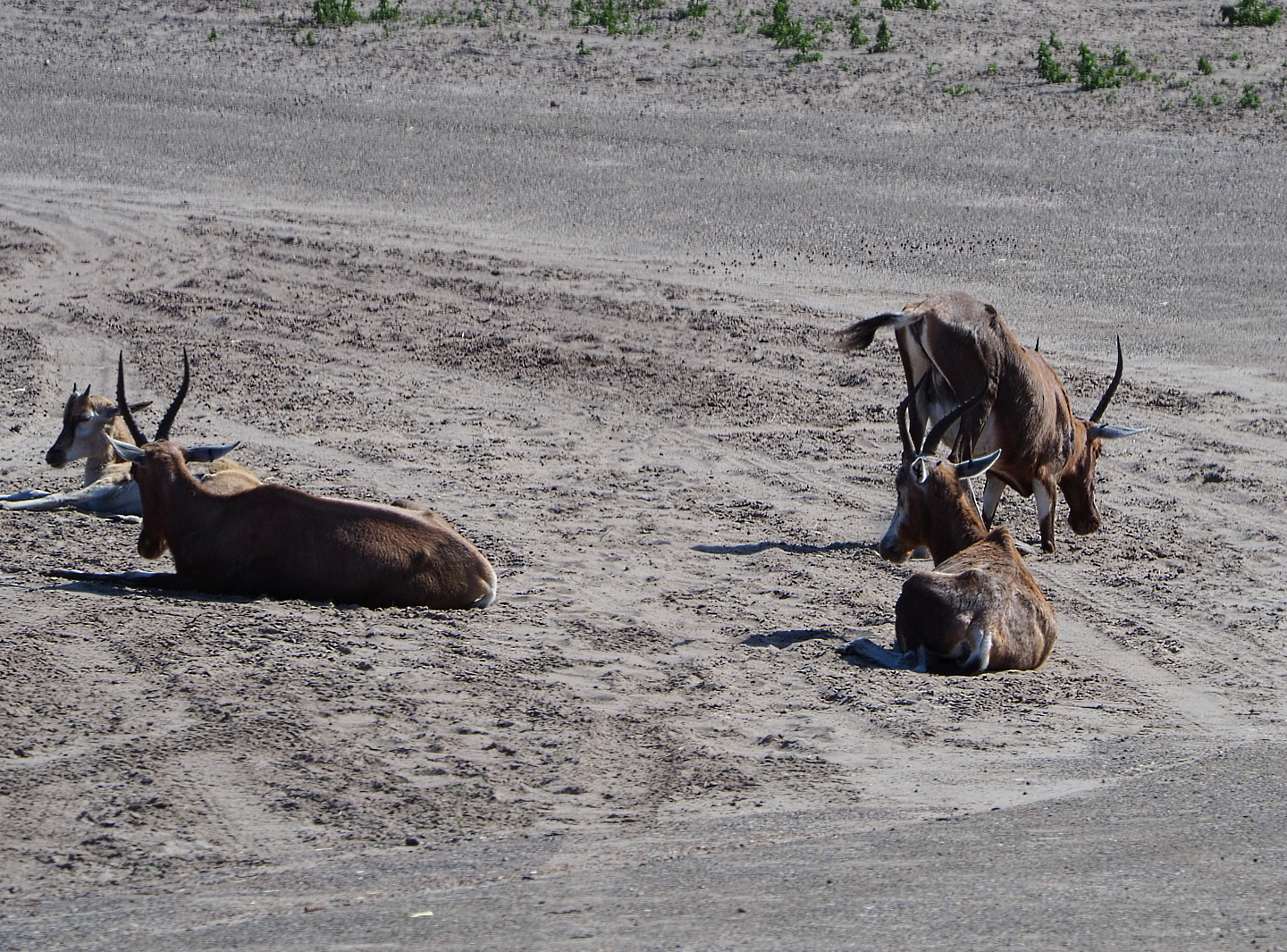Blesboks (Damaliscus pygargus phillipsi), 2019-09-15