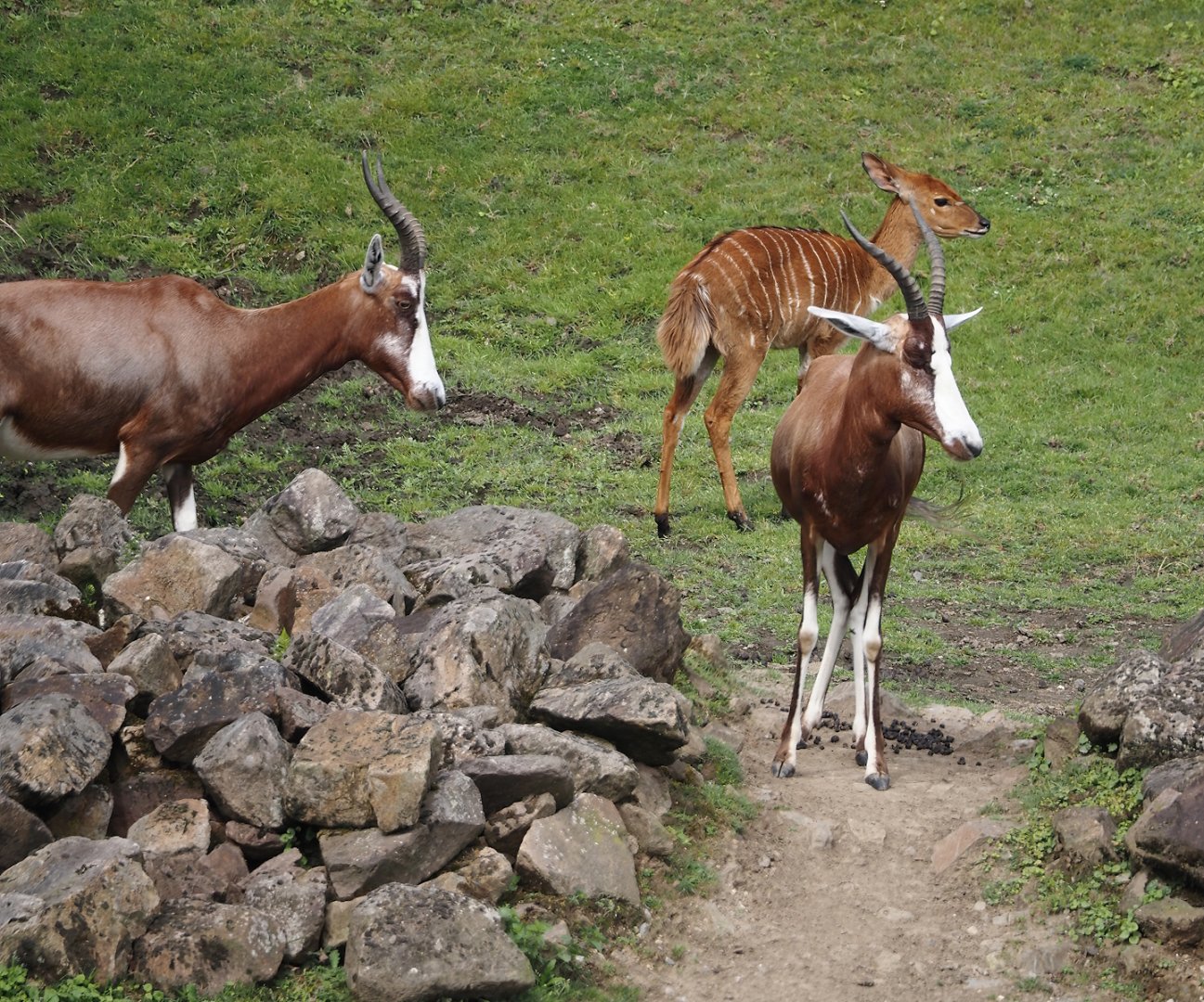 Blesboks (Damaliscus pygargus phillipsi), 2024-08-05
