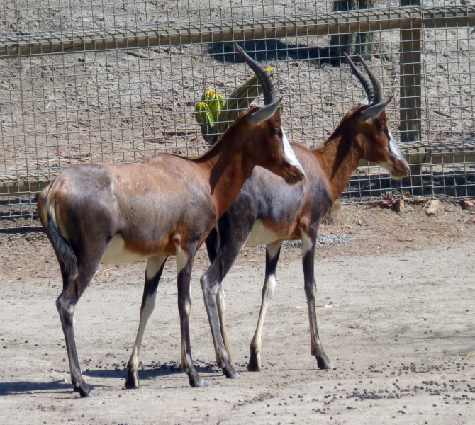 Blesboks (Damaliscus pygargus phillipsi)