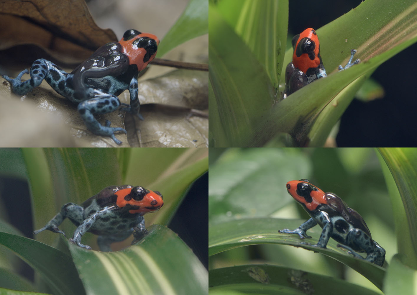 Blessed poison dart frog transporting tadpoles