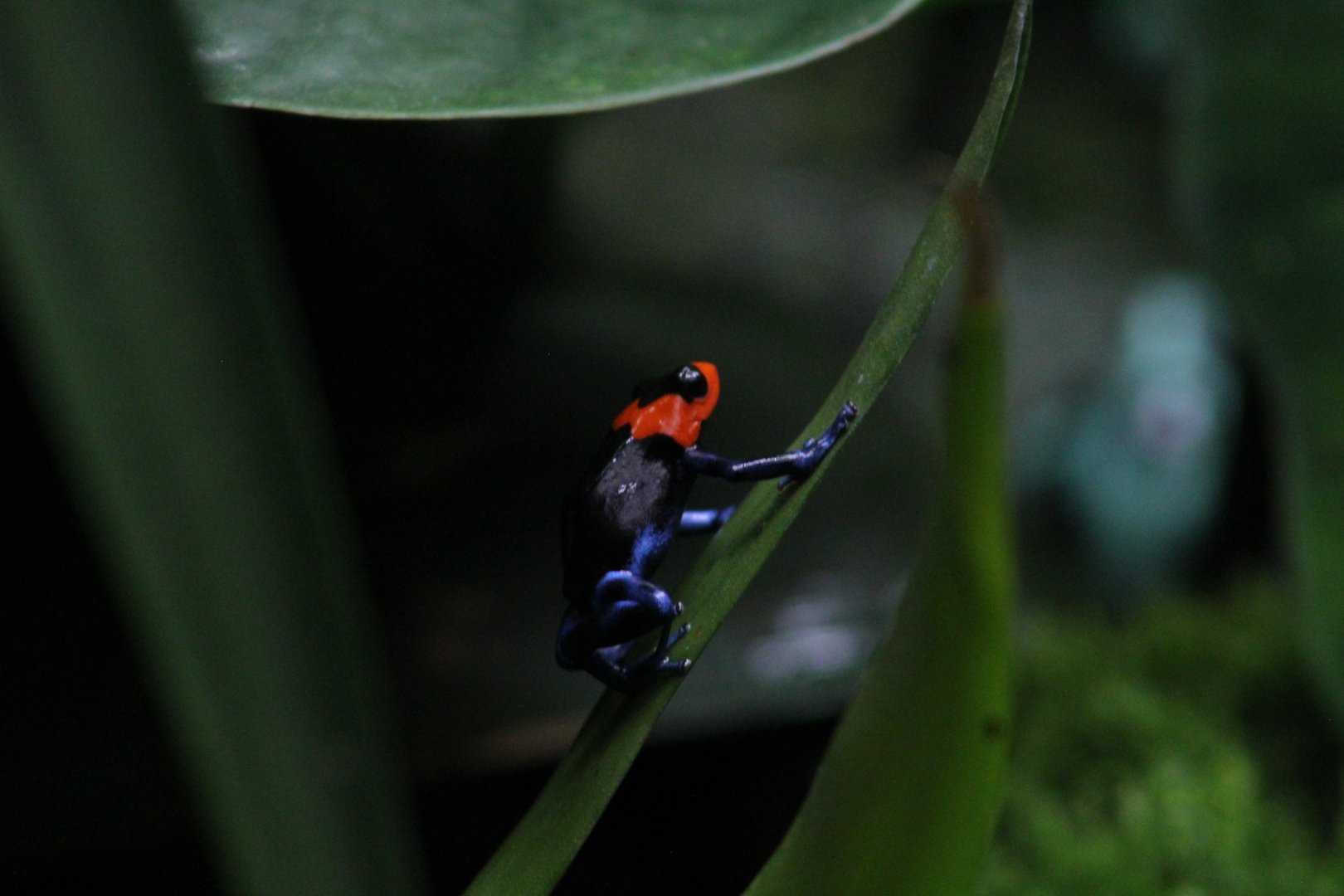 Blessed Poison Dart Frog