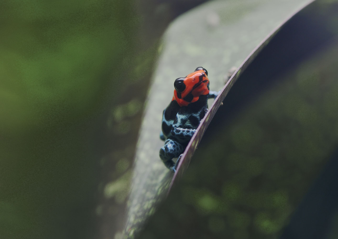 Blessed poison frog, calling
