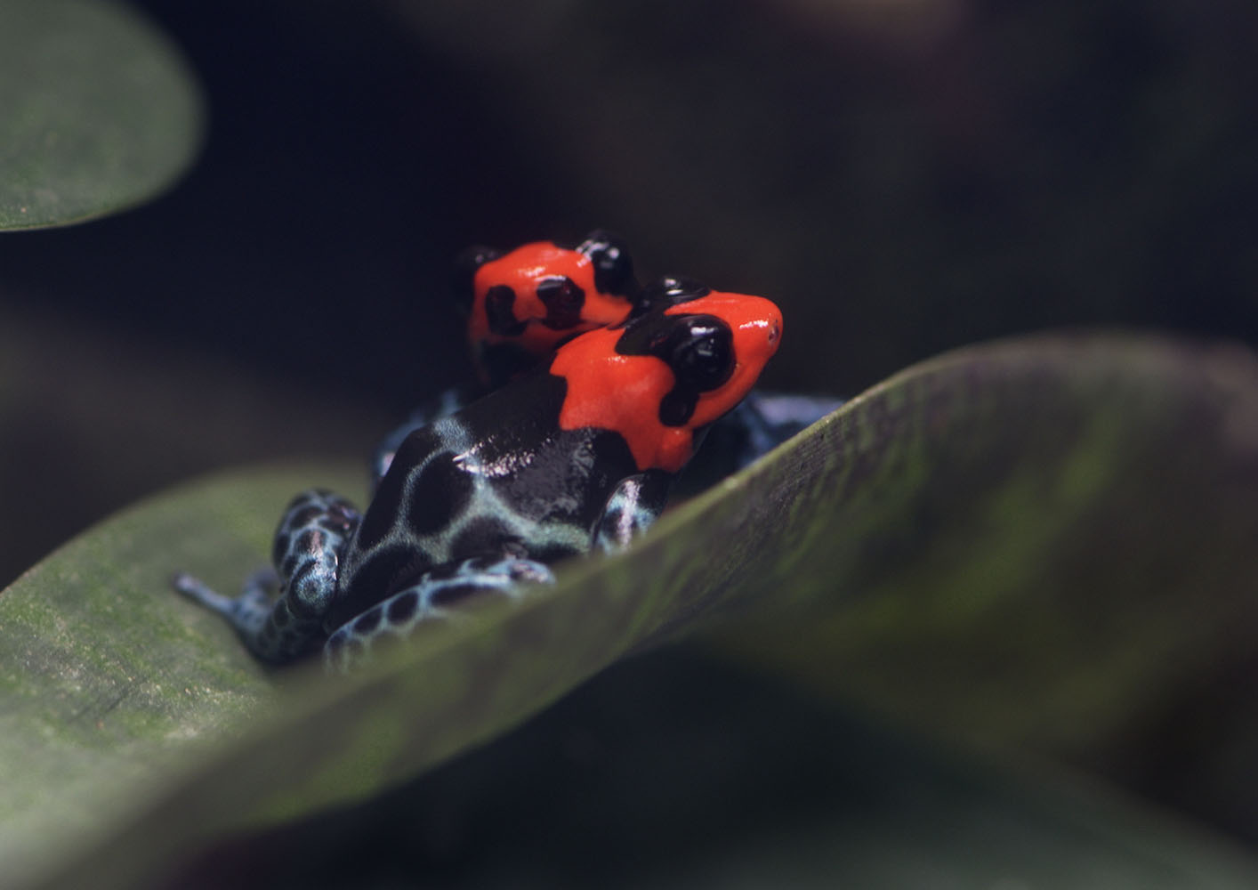Blessed poison frog, conflict