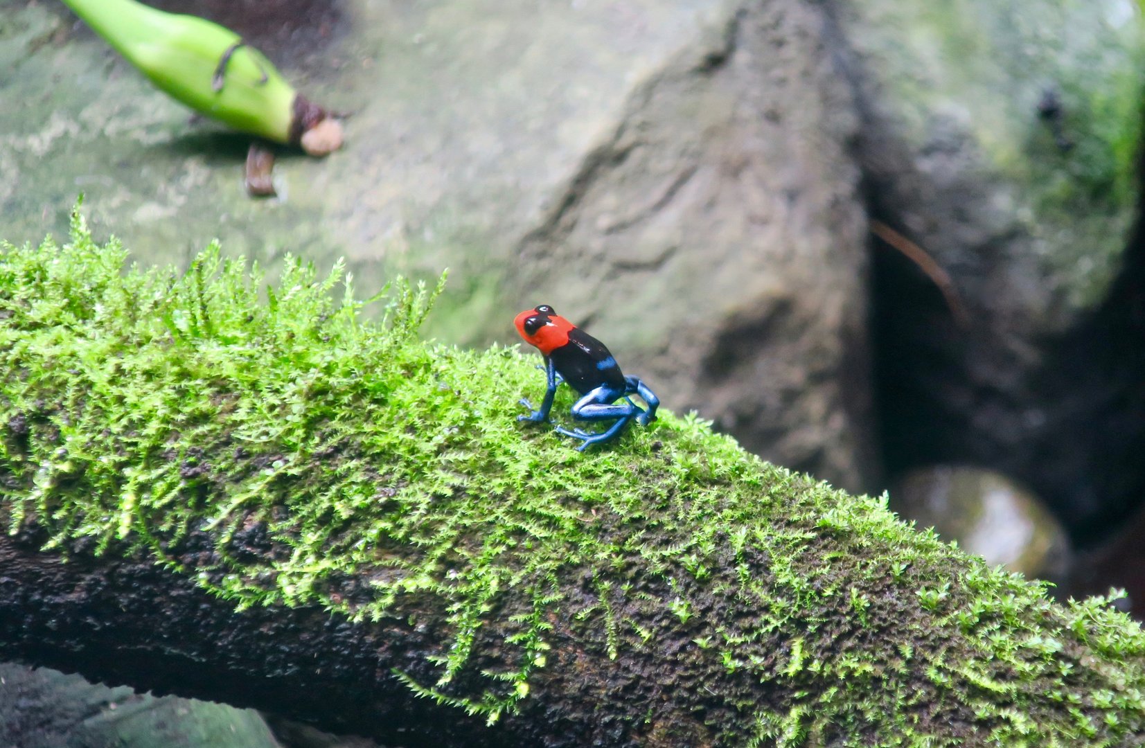 Blessed Poison Frog (Ranitomeya benedicta)